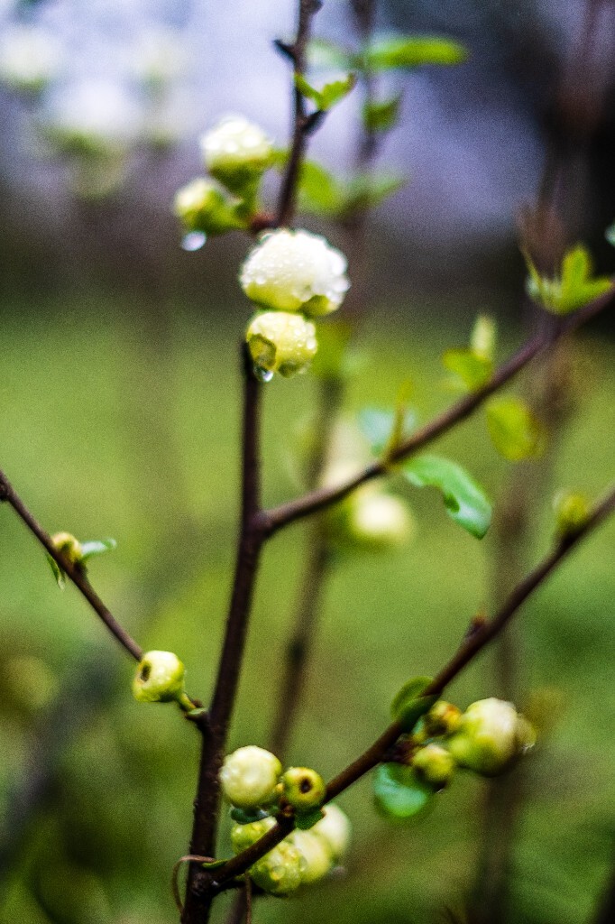 花草 花卉  海棠花  图片 摄影 风光  花朵 花儿