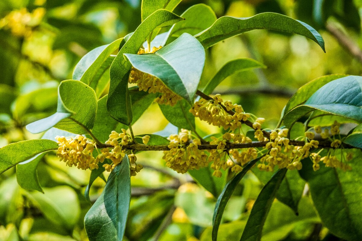 岩桂 木犀 九里香 金 植物 摄影 花草 桂花 金桂 银桂 丹桂 月桂