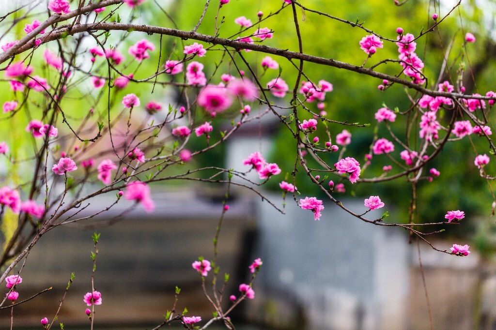 粉色桃 盛开的花朵 桃花 花儿 植物 桃树