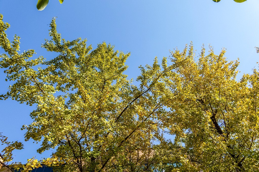 银杏树 树叶 叶子 秋季 秋天 公孙树 鸭脚子 鸭掌树