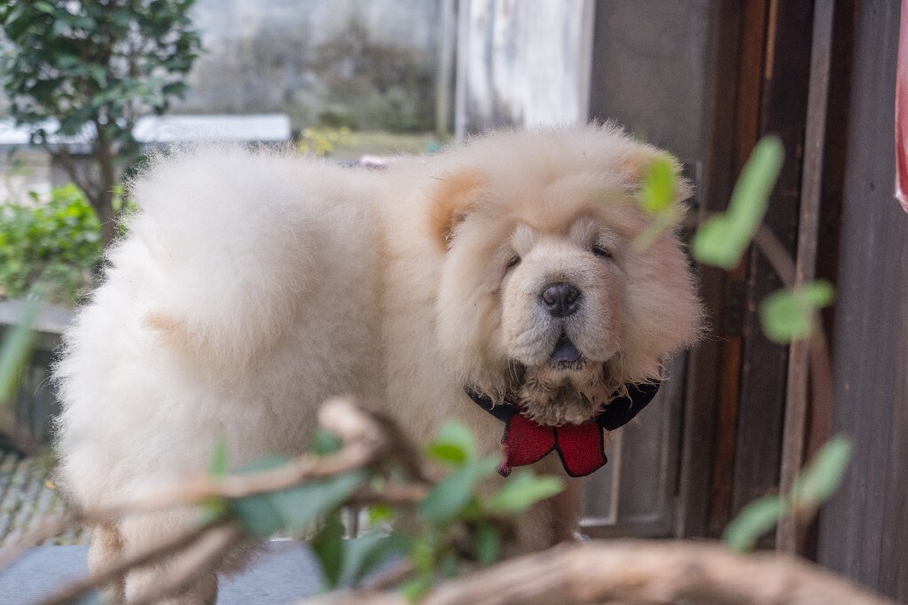 狗狗 松狮犬 宠物狗 旺星人 毛孩子 摄影 旅行