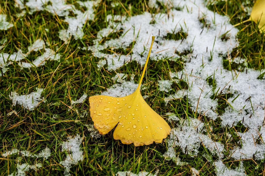银杏树叶 白果叶 飞蛾叶 鸭脚子 雪景 草地上的雪 草地 落叶 叶子 一叶知秋 风光 自然 2022年第一场雪