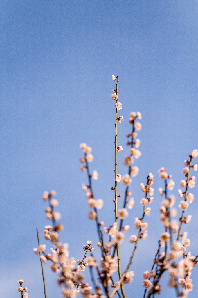 梅 梅花 植物 风光 花卉 花朵 花儿 摄影 旅行 赏花