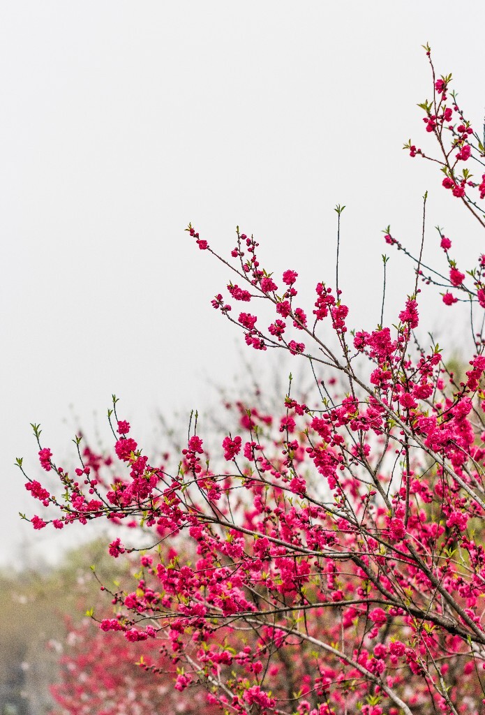 西湖桃花  西湖风光 自然  环境  桃花 西湖之春  自然 风光 花朵 花儿 