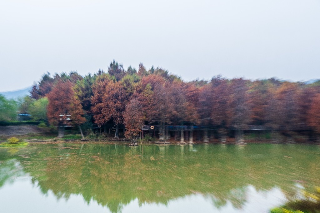 水杉落叶乔木 水杉 梳子杉 树木 秋季 秋天 秋天的颜色 图片 摄影 风光 旅游