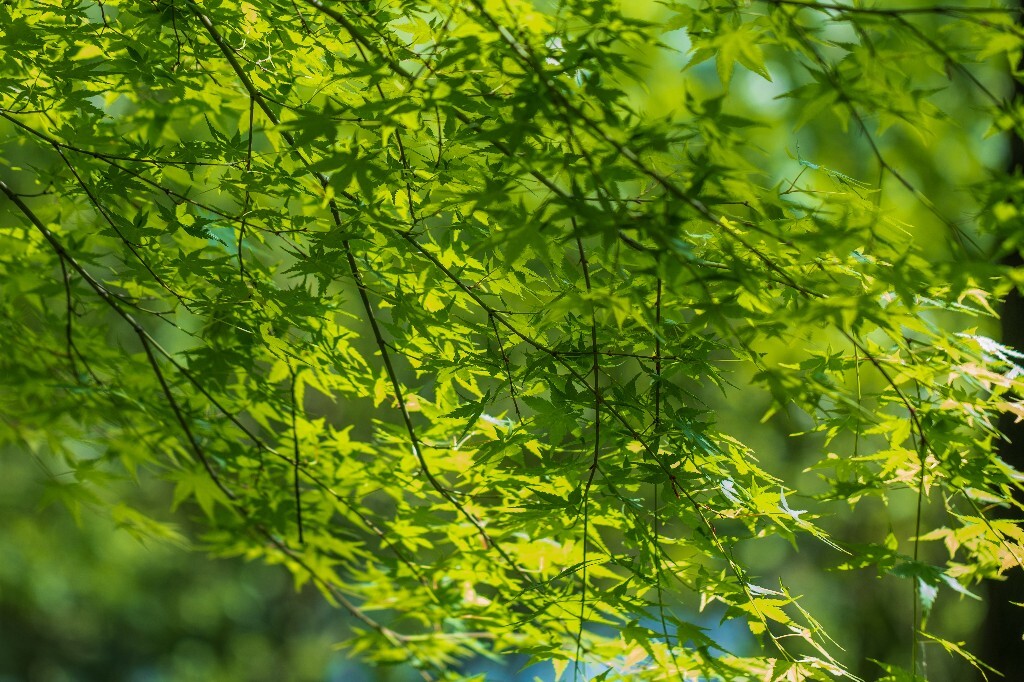 枫叶 树叶 叶子 风光 自然  摄影 阳光 旅行 植物