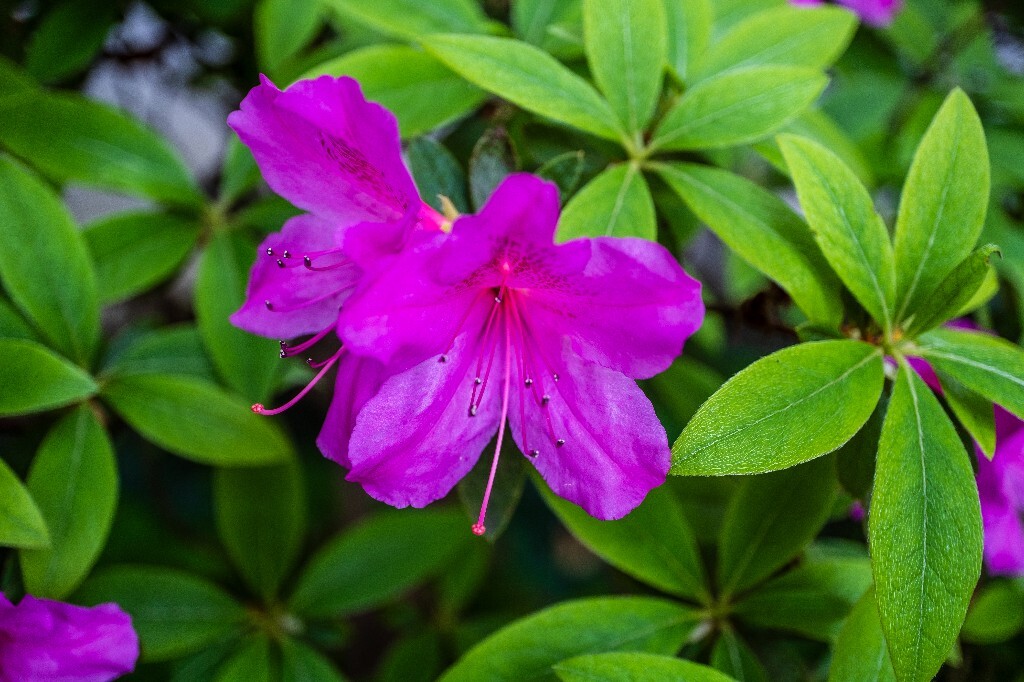 杜鹃花 山踯躅 山石榴 映山红 照山红 唐杜鹃 春鸟花 杜鹃 植物 微距 摄影 风光 自然