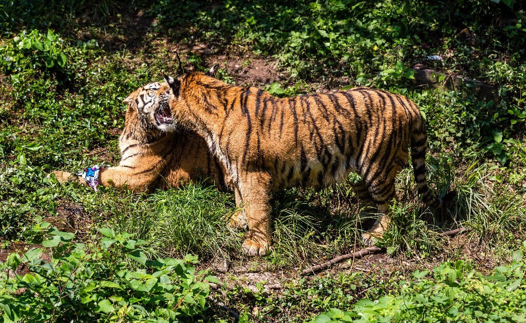 虎 老虎  Tiger 食肉动物 摄影 野生动物 动物园 两只老虎