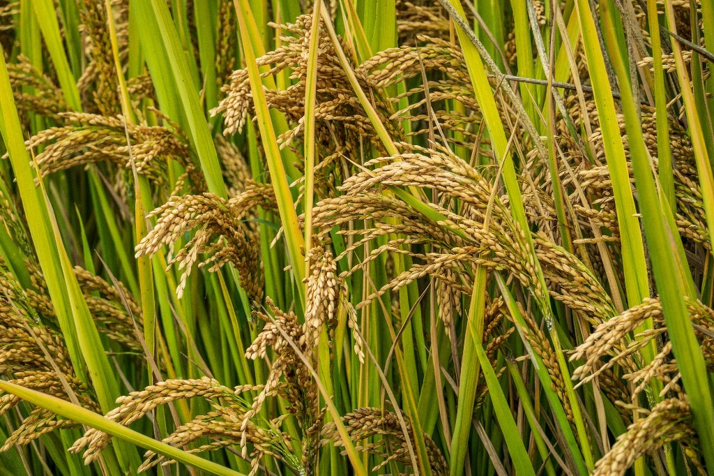 植物 风光 稻田 植物 金黄色的稻田 稻子 水稻 丰收 喜悦