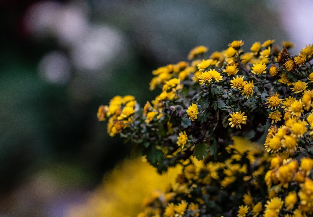 菊花 寿客 金英 黄华 秋菊 陶菊 日精 女华 延年 隐逸花 家菊 花儿 盛开的菊花