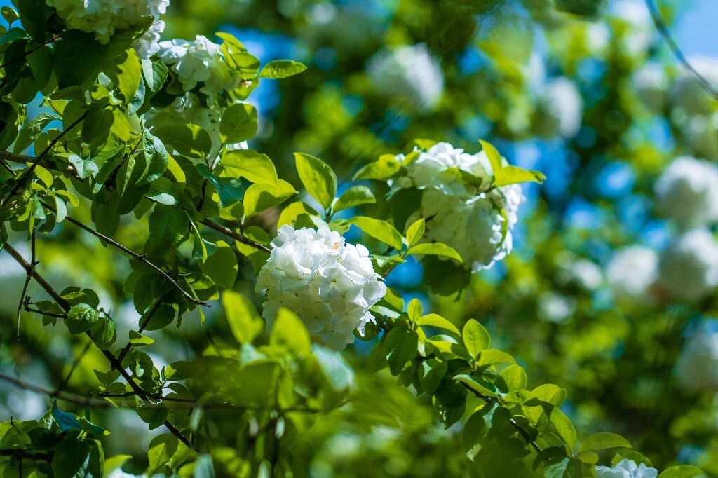 粉团花 紫阳花 八仙花 绣球 木绣球 草绣球 紫绣球 花朵 花儿 植物 摄影