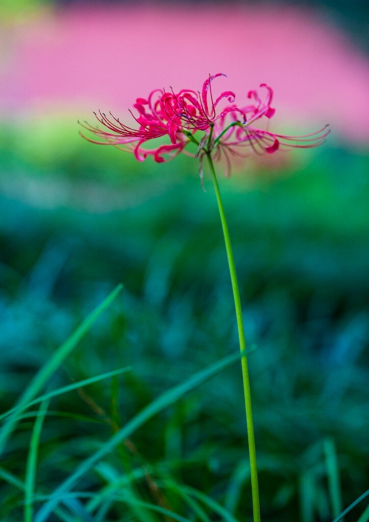 彼岸花 曼珠沙华 死人花 引魂之花 幽灵花 地狱花