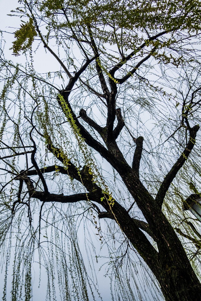 柳树 西湖柳树 风光 摄影 自然 西湖风光 植物 旅行