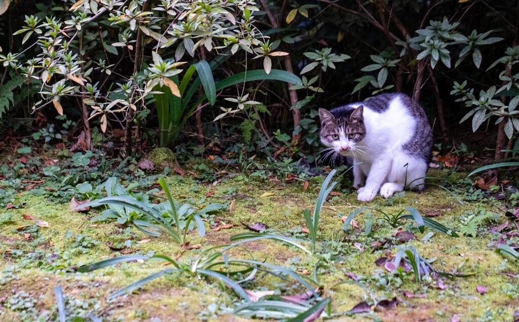 猫 喵喵 猫星人 摄影 宠物 宠物摄影 宠物表情包