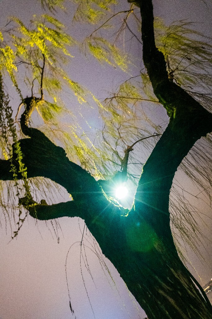柳树 风光 自然 西湖风光 植物 叶子 柳叶 旅行 摄影 西湖柳树
