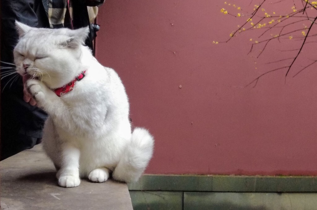 猫猫 喵星人 猫 动物 宠物 摄影 小可爱 喵星人的日常生活 宠物摄影圈子