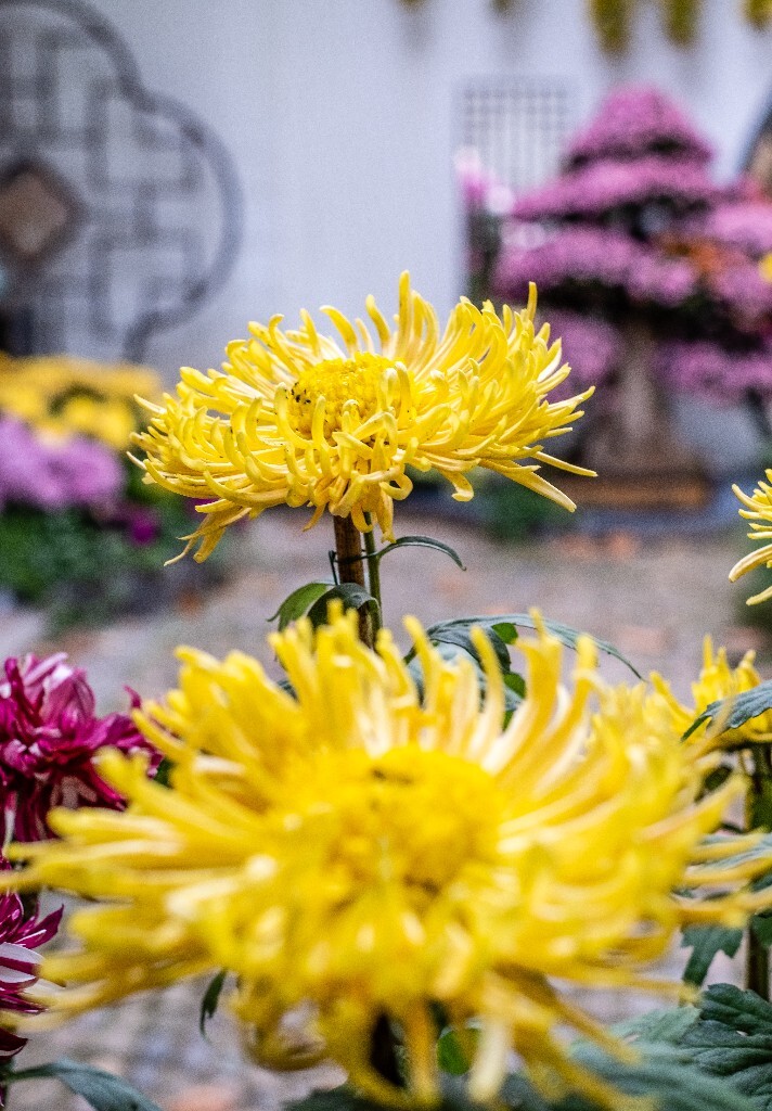 菊花 寿客 金英 黄华 秋菊 陶菊 日精 女华 延年 隐逸花 家菊 花儿 盛开的菊花