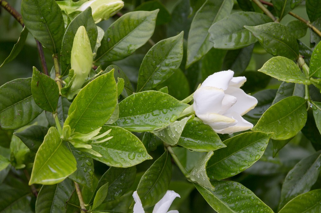 植物 栀子花 风光 自然 花草 花朵 盛开的栀子花 摄影 旅行 