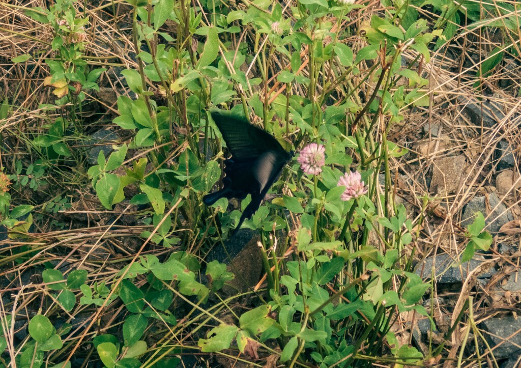 蛱蝶 胡蝶 浮蝶儿 蝴蝶 黑蝴蝶 会飞的花朵 美丽的昆虫 摄影