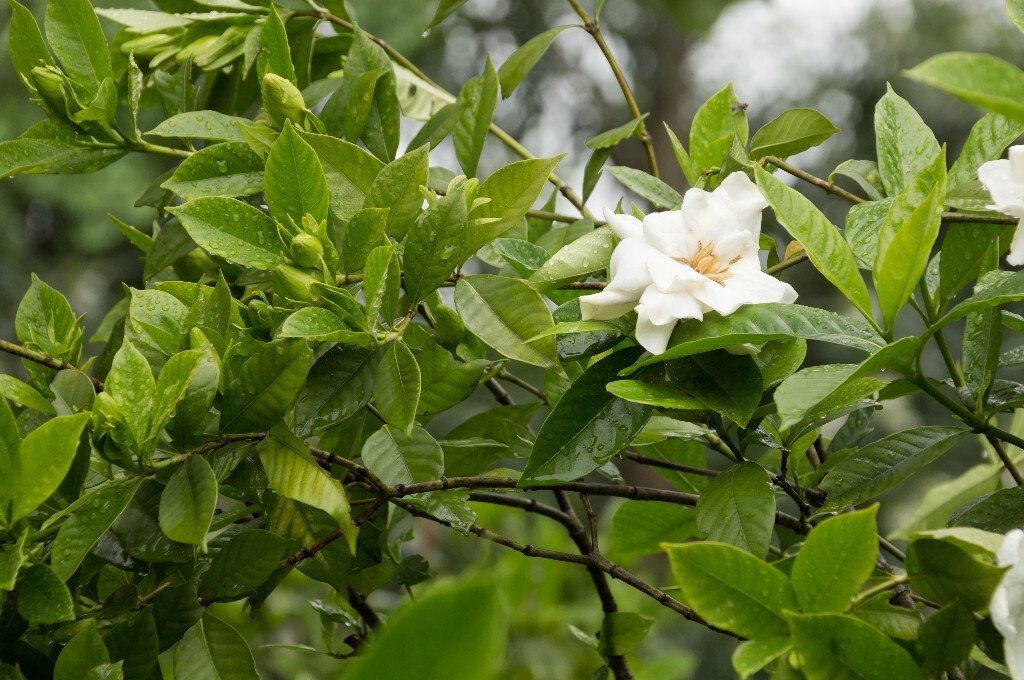 植物 栀子花 风光 自然 花草 花朵 盛开的栀子花 摄影 旅行 