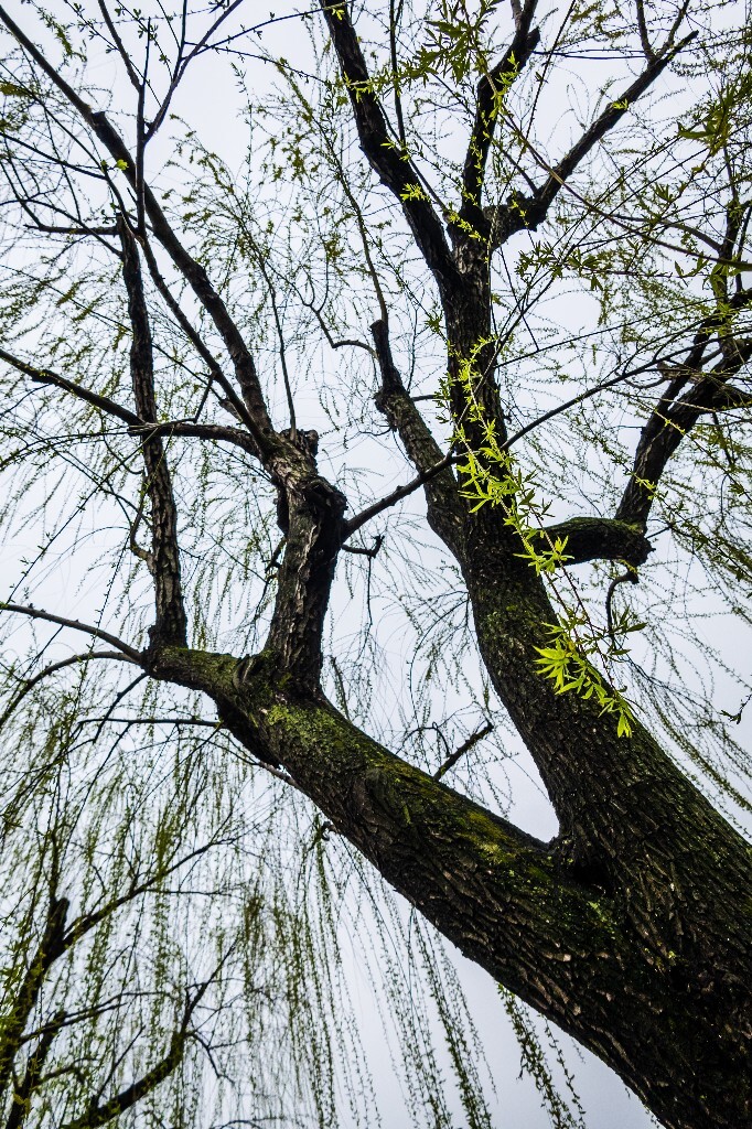 柳树 西湖柳树 风光 摄影 自然 西湖风光 植物 旅行