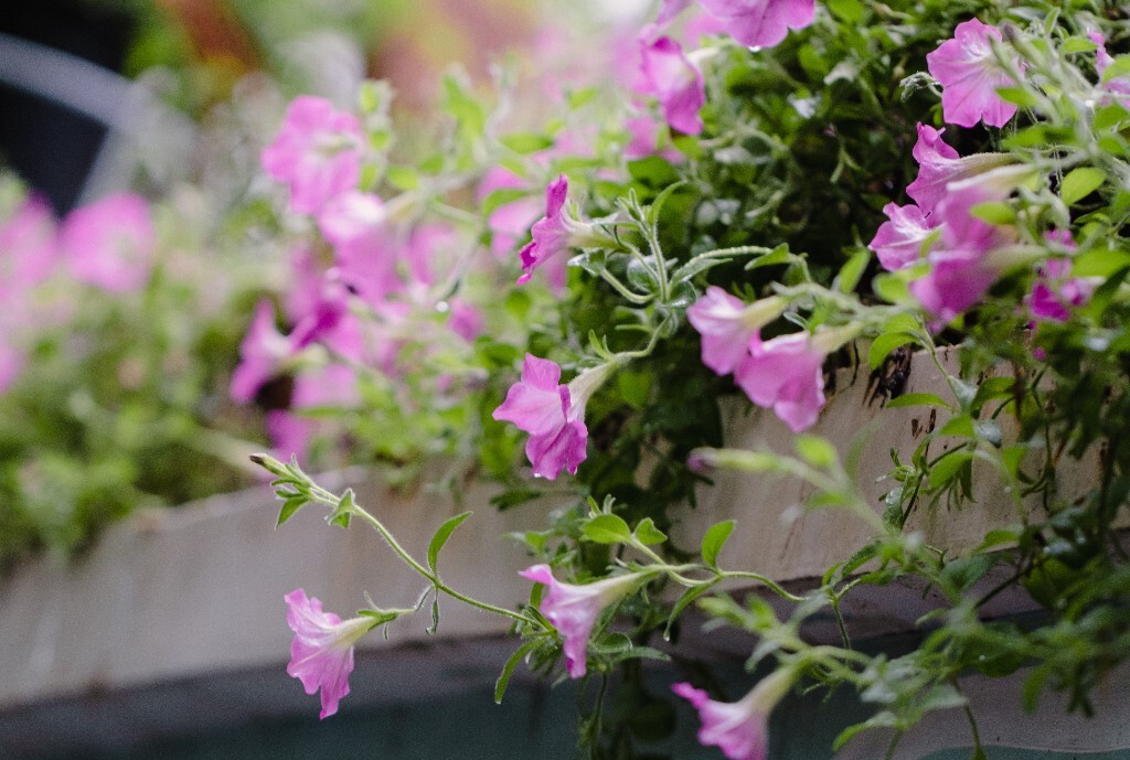 碧冬茄 矮牵牛 灵芝牡丹 撞羽牵牛 植物 花草 花朵 花儿 摄影 盛开的碧冬茄