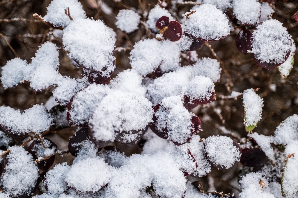 雪 雪景 自然 风光 环境 摄影 白雪 雪花 2024的第一场雪 树叶上的雪