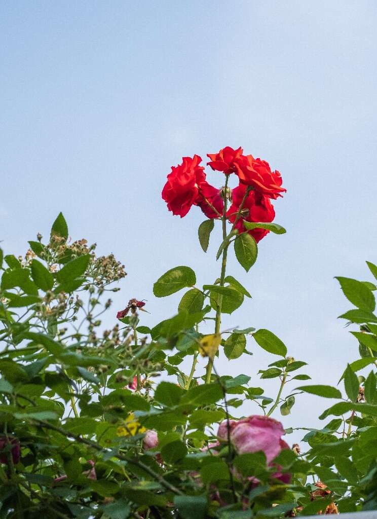 月季 摄影 风光 花儿  花中皇后 月月红 月月花 长春花 四季花 胜春 植物 花朵 