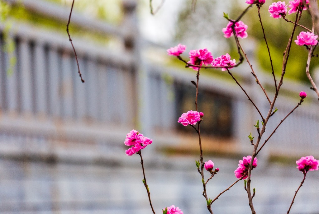 粉色桃 盛开的花朵 桃花 花儿 植物 桃树