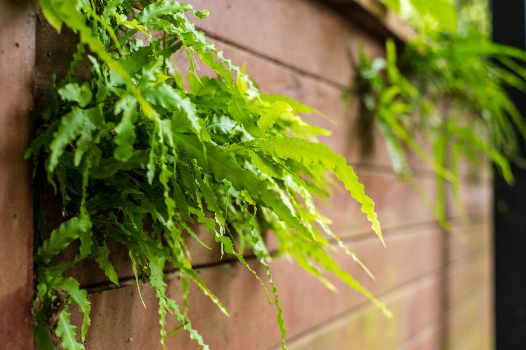 光亮瘤蕨 石上附生植物 植物 风光 自然  摄影  水龙骨科瘤蕨属植物
