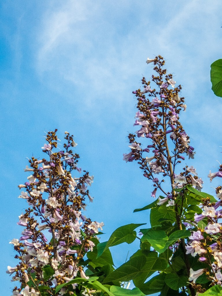 梧桐花 自然 风光 摄影 旅行 花朵 色彩 梧桐树的花 梧桐 云彩
