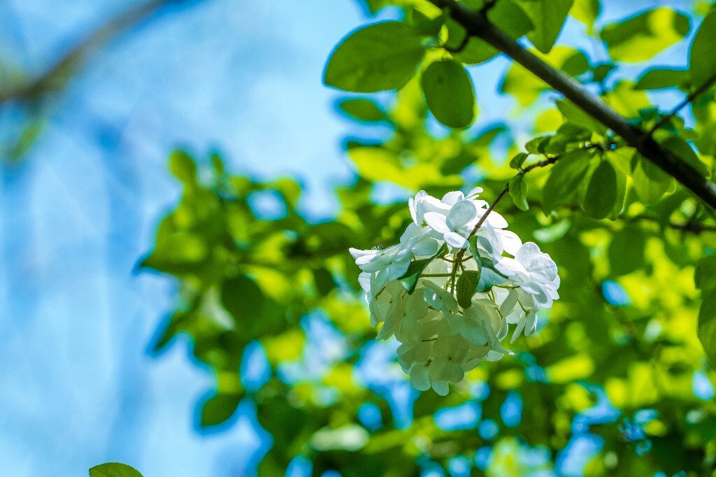 粉团花 紫阳花 八仙花 绣球 木绣球 草绣球 紫绣球 花朵 花儿 植物 摄影