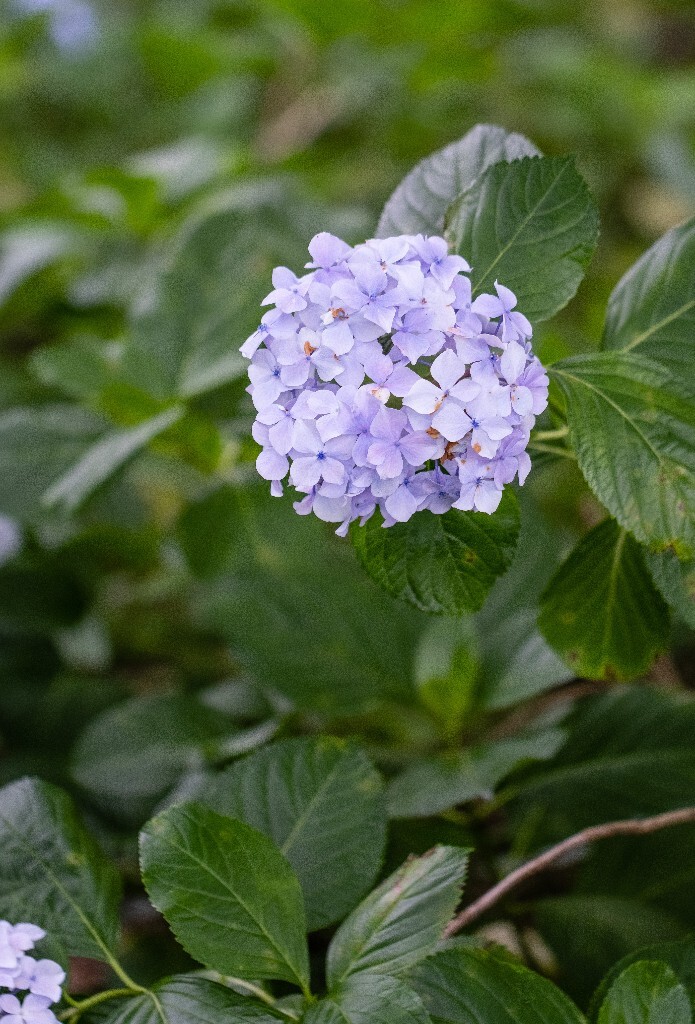 八仙花 粉团花 草绣球 紫绣球 紫阳花  绣球 绣球花 摄影 植物 花朵 花儿