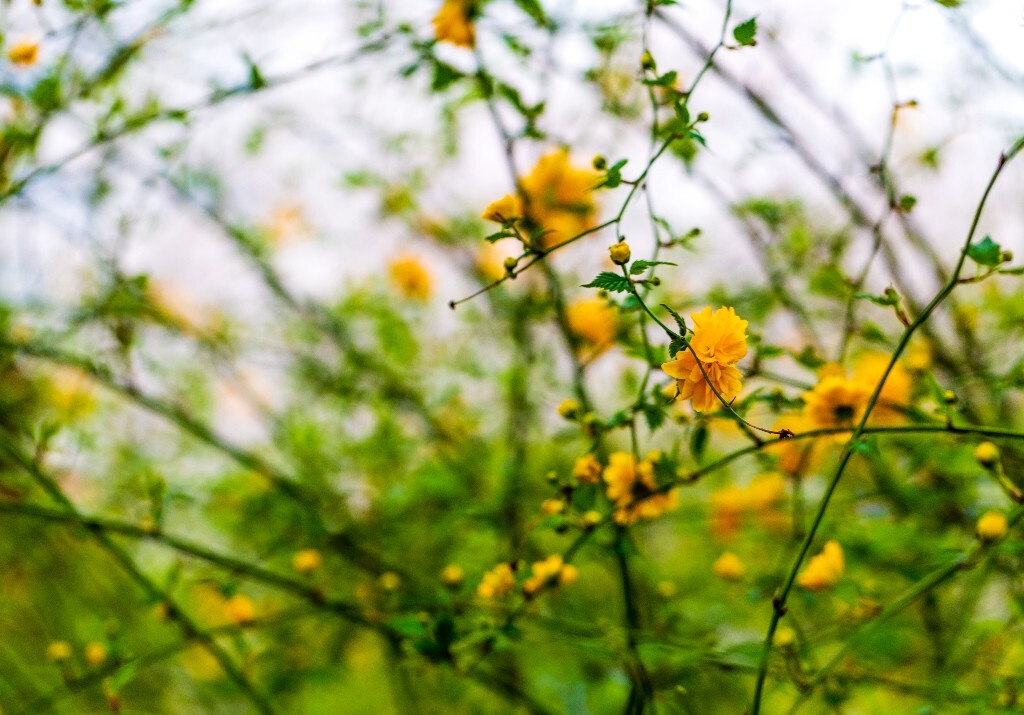 重瓣棣棠花 花 花朵 植物 风光 自然 黄色的花 棣棠花
