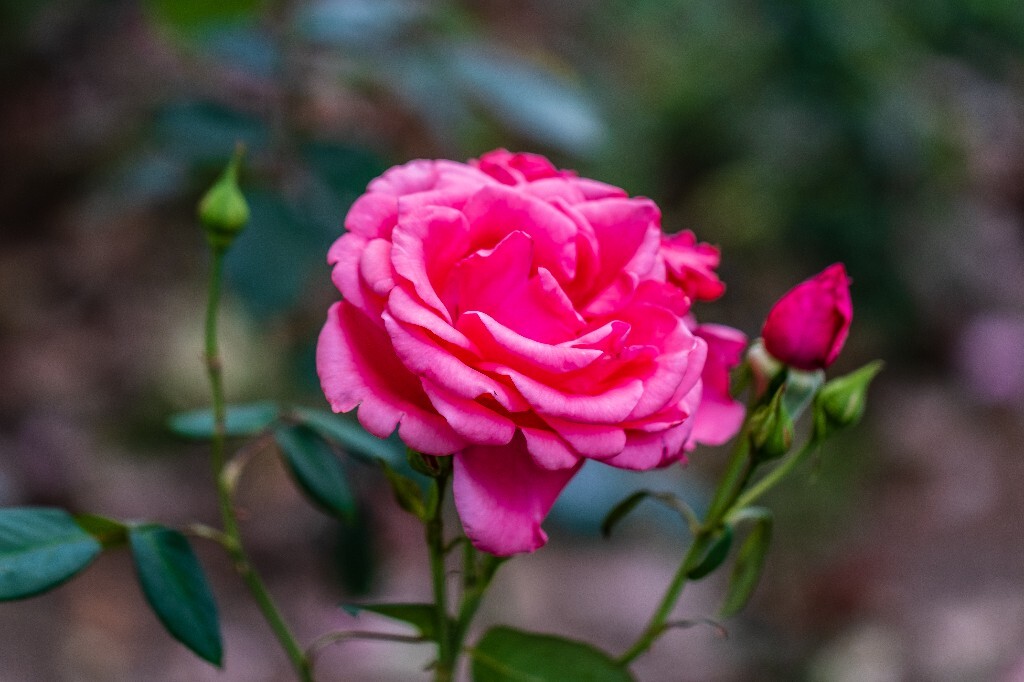月季花 花中皇后 月月红 月月花 长春花 四季花 胜春 摄影 风光 植物 花朵 花儿