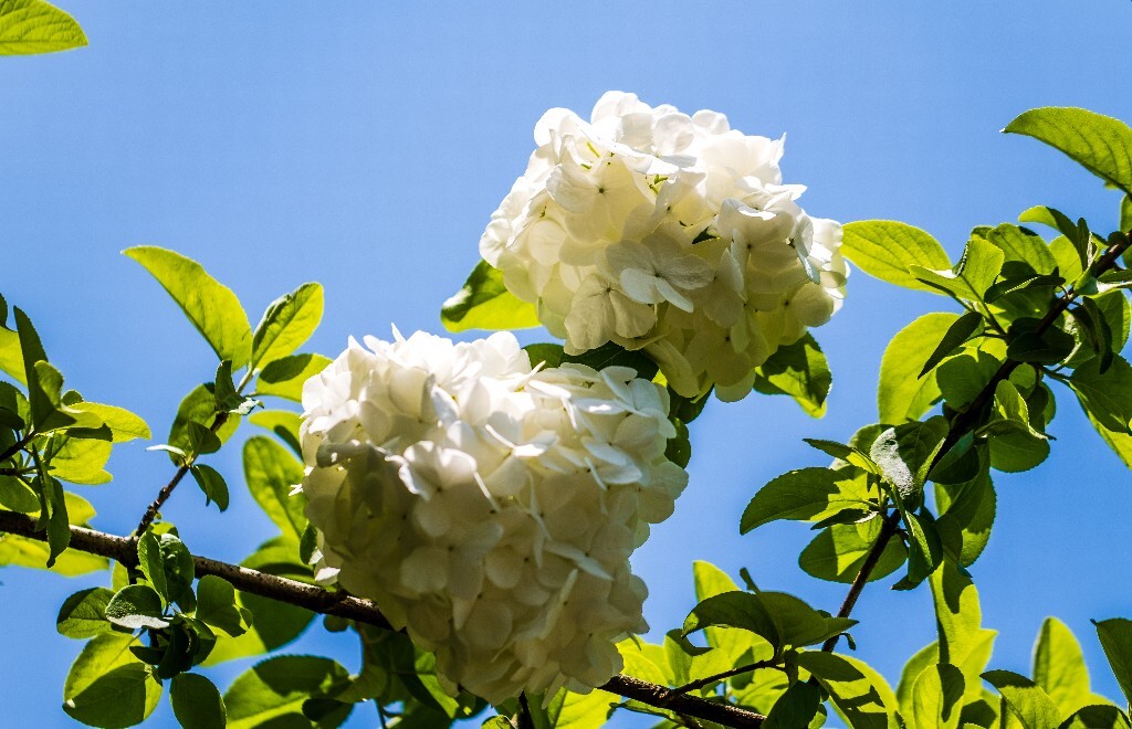 八仙花 粉团花 草绣球 紫绣球 紫阳花 绣球 木绣球 山绣球 摄影 植物 风光 摄影