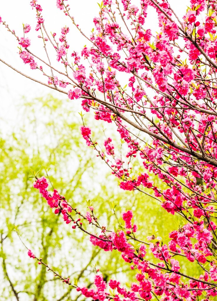 西湖桃花  西湖风光 自然  环境  桃花 西湖之春  自然 风光 花朵 花儿 