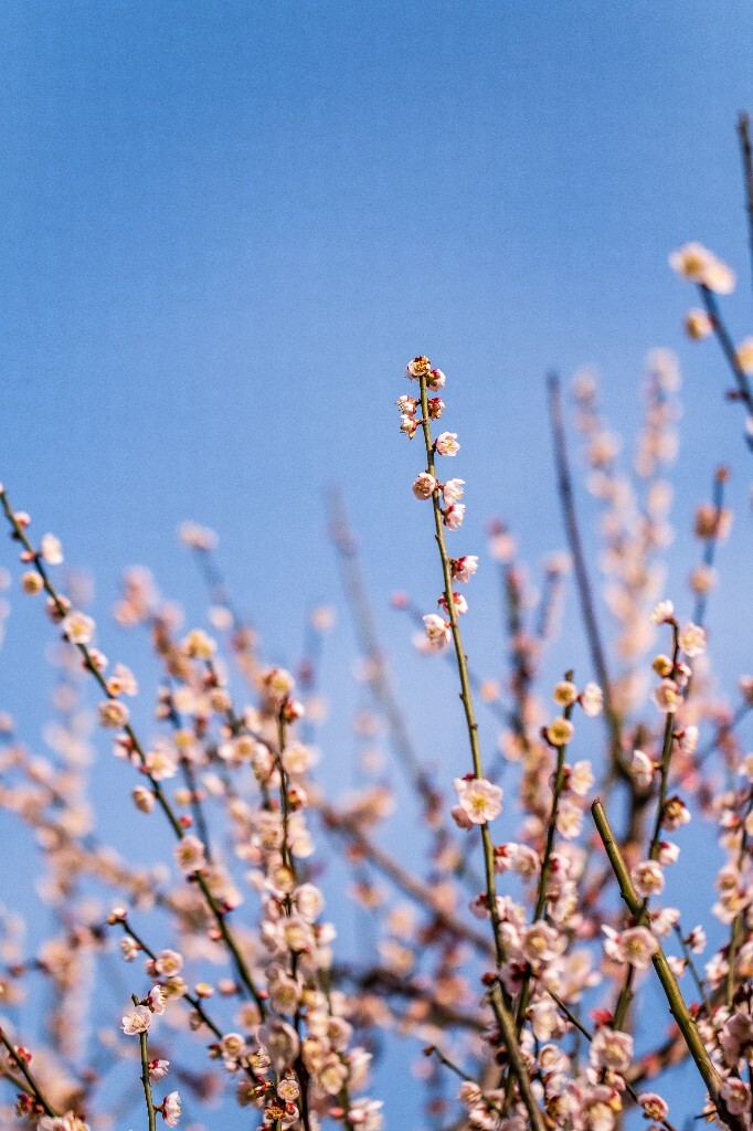 梅 梅花 植物 风光 花卉 花朵 花儿 摄影 旅行 赏花