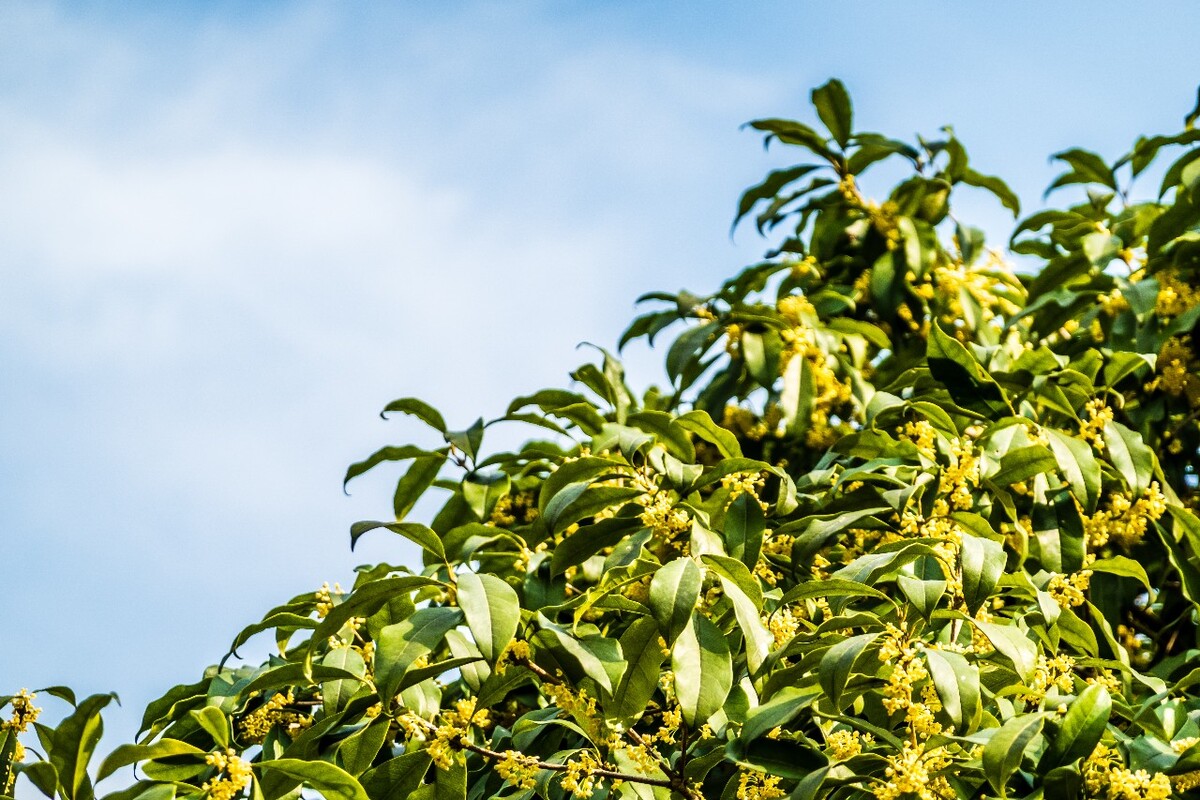 岩桂 木犀 九里香 金 植物 摄影 花草 桂花 金桂 银桂 丹桂 月桂