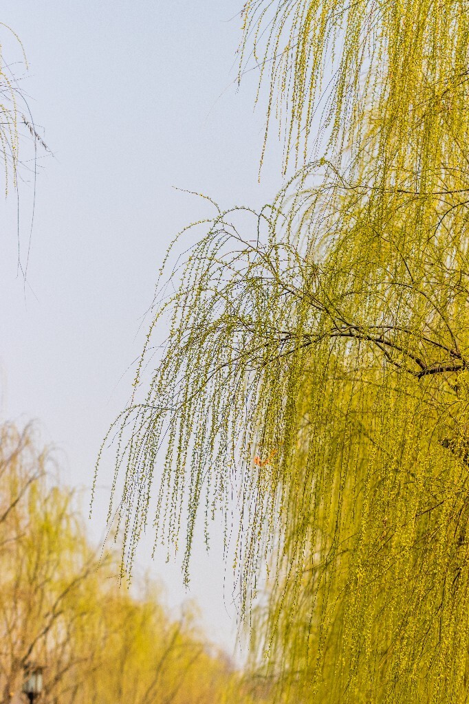 柳树 垂柳 西湖柳树 二月的柳树 西湖柳树 风光 自然 摄影 西湖风光