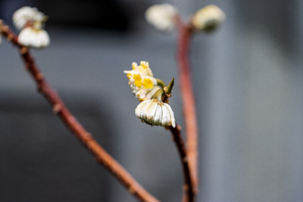 打结花 打结树 黄瑞香 喜花 梦冬花 岩泽兰 三桠皮 三叉树 蒙花 家香 山棉皮 雪花皮 梦花
