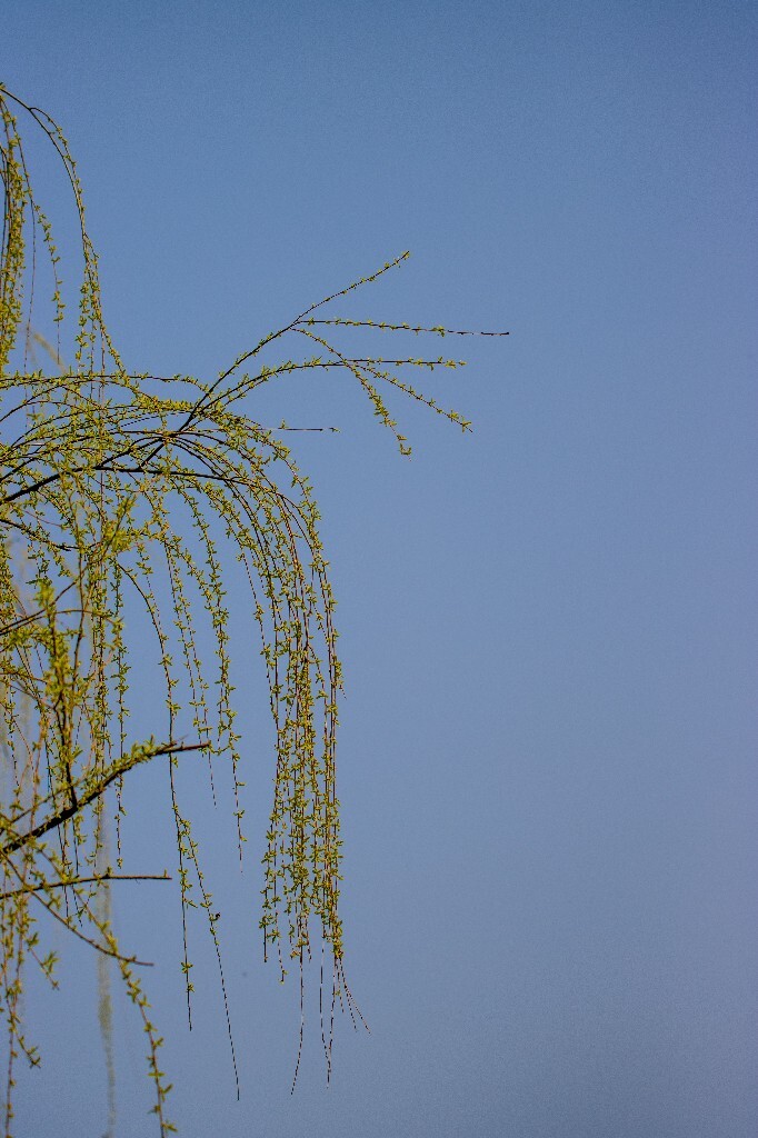 柳树 垂柳 西湖柳树 二月的柳树 西湖柳树 风光 自然 摄影 西湖风光