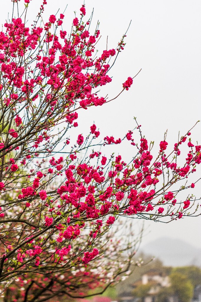 西湖桃花  桃花 自然 微距 风光 色彩 西湖之春    <br />
春天 桃红柳绿 西湖三月天