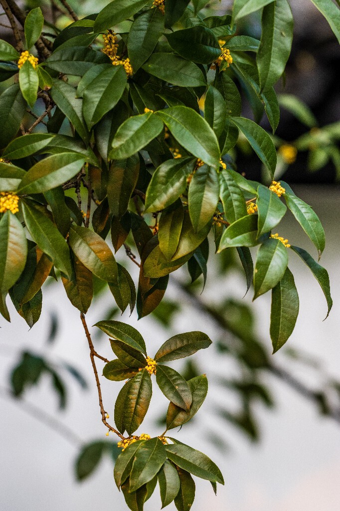 桂花 木樨 木犀 九里香 木樨 岩桂 金桂 银桂 丹桂 月桂 摄影 桂花 花朵 花儿 自然 静物