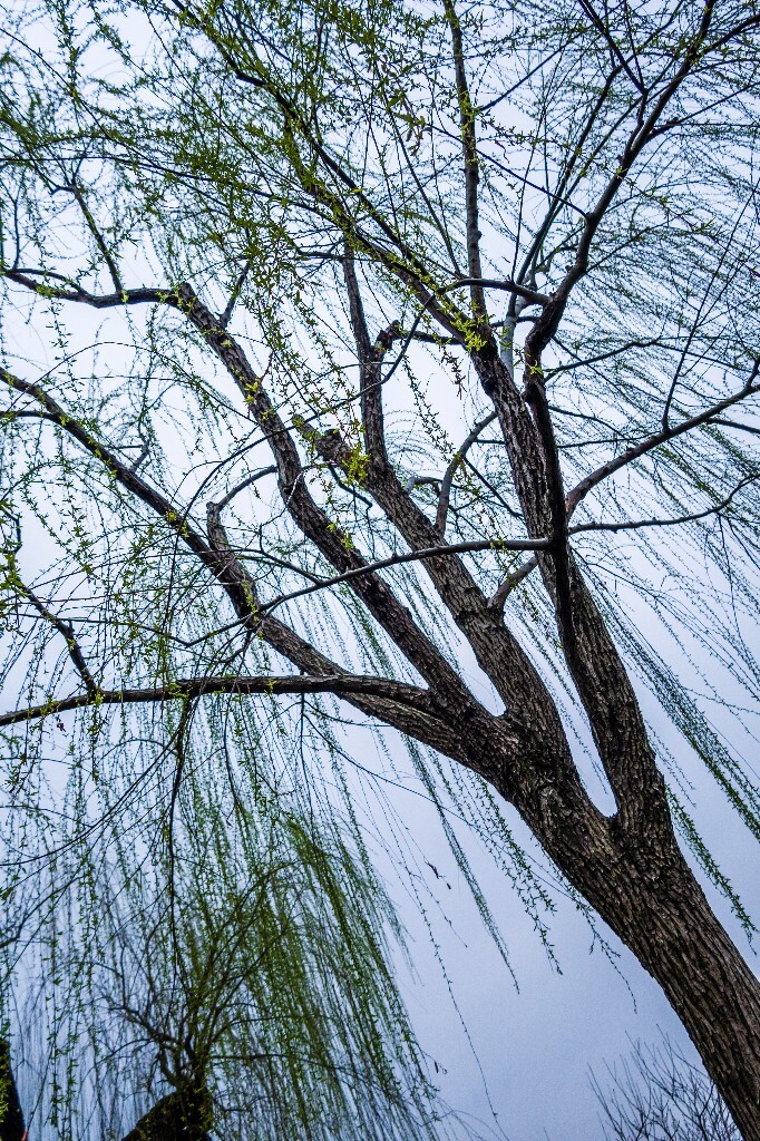 柳树 风光 摄影 自然 旅行 植物 西湖风光 西湖柳树 柳绿 春天 春色