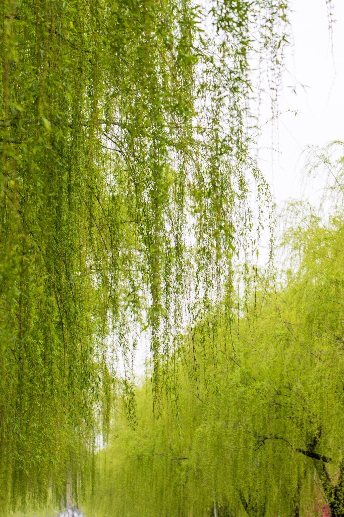 植物 风光 西湖柳树 西湖风光 自然 环境 西湖之春 自然 鸳鸯 自然 西湖春天