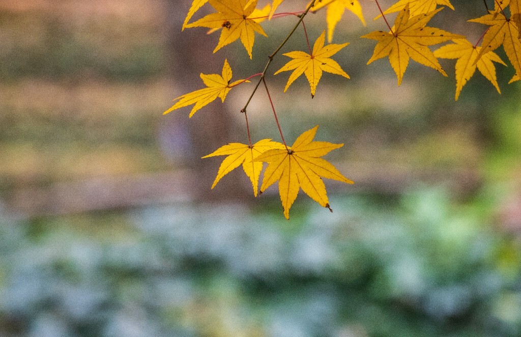 枫叶 植物 叶子 摄影 风光 自然 旅行 九溪 九溪烟树 图片素材