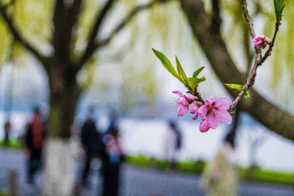 桃红柳绿 自然 风光 西湖风光 摄影 桃花 桃红 柳树 柳叶 旅行