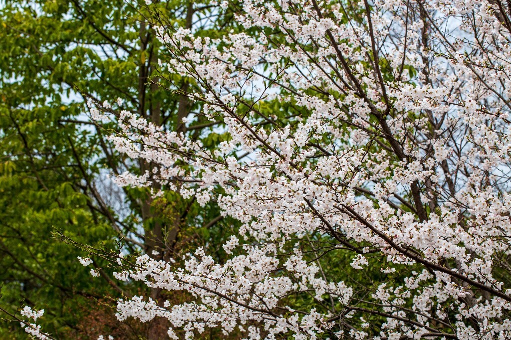 樱花 植物 花朵 粉色樱花 白色樱花 花儿 盛开的樱花