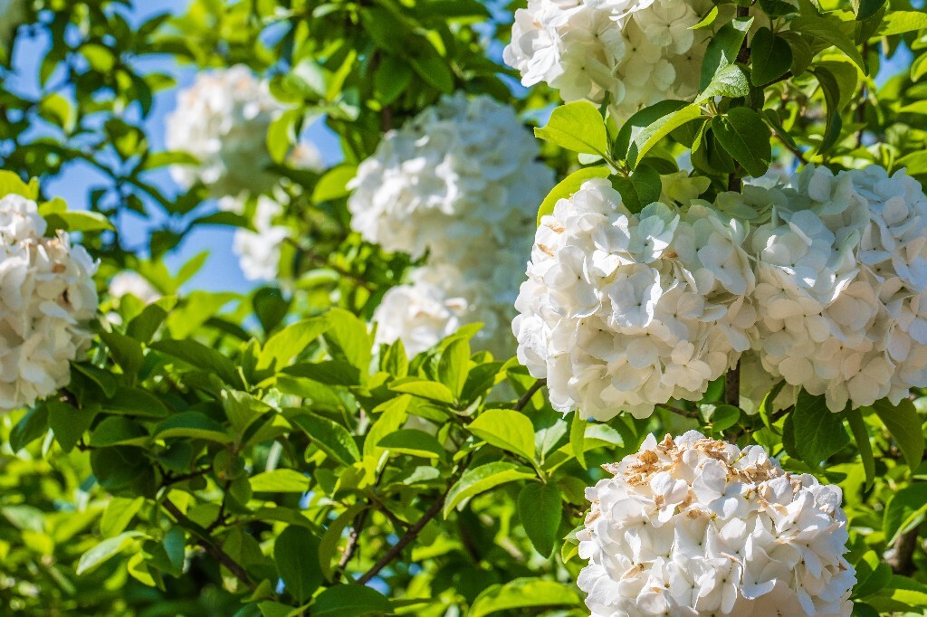 八仙花 粉团花 草绣球 紫绣球 紫阳花 绣球 木绣球 植物 摄影 风光 花朵 花儿 绣球花